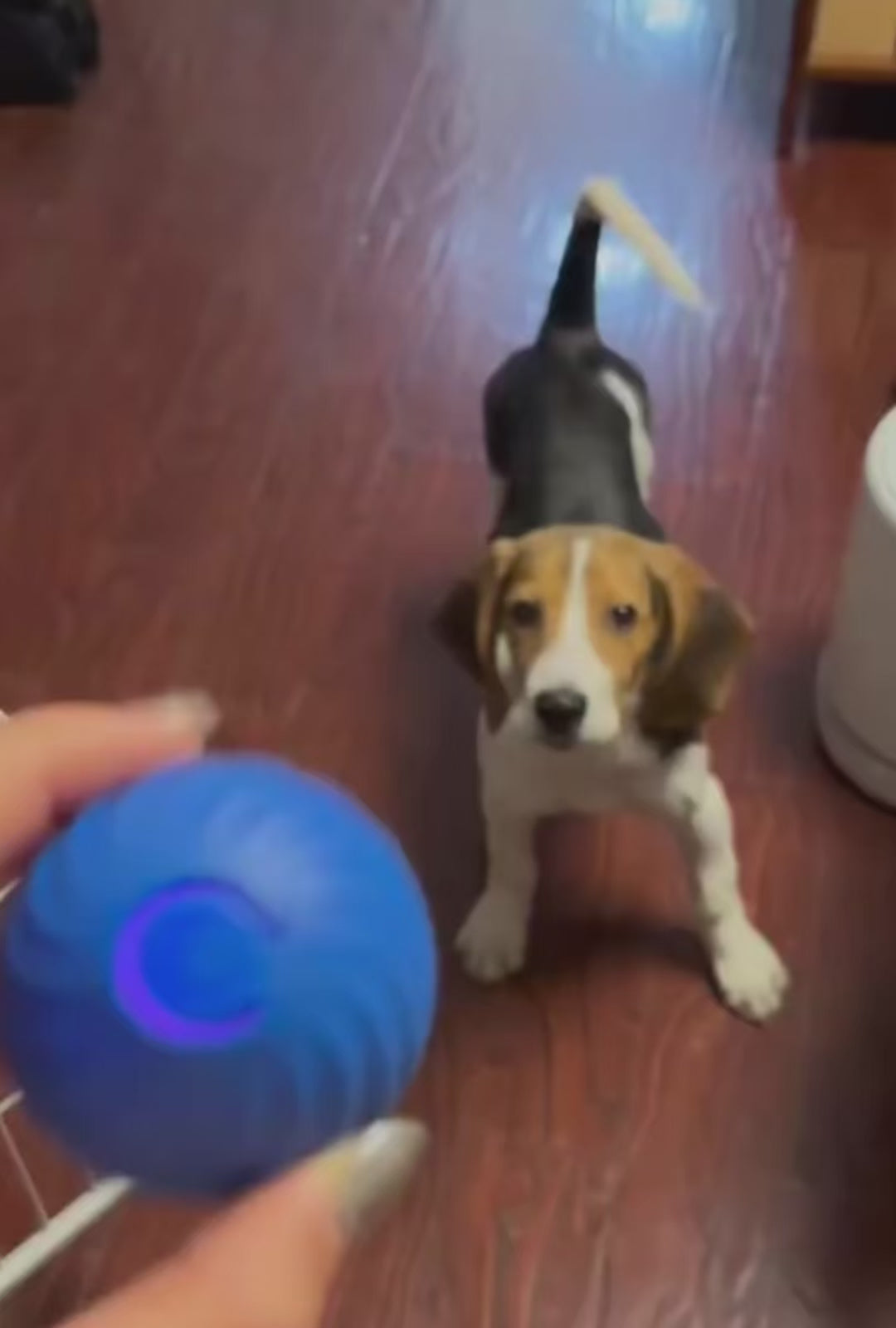 PawLuxe Smart Moving Dog Ball